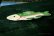 画像2: ティンバーランド 3Ｄ フィッシュ スプーン レスト/Timberland 3D Fish Spoon Rest (2)