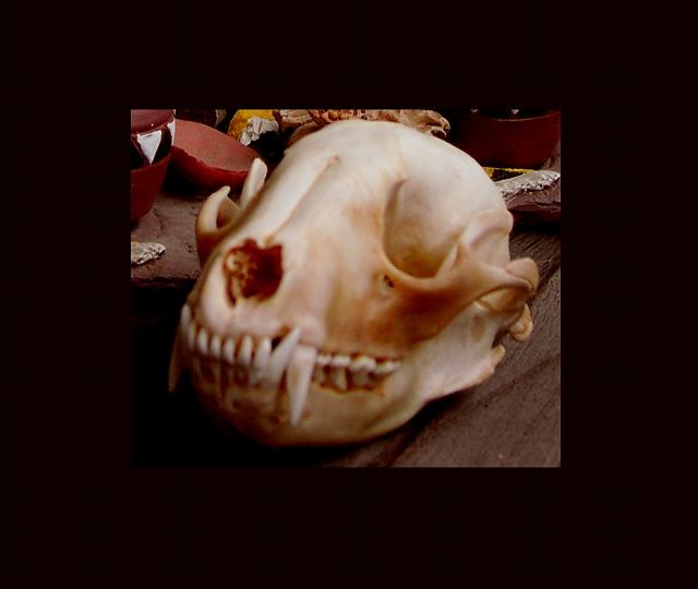 画像1: ラクーン スカル/Raccoon Skull